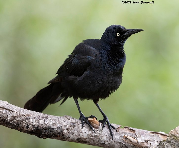 _B248538 great-tailed grackle.jpg